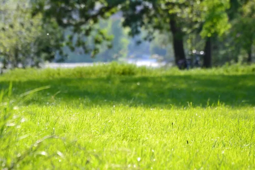 Parc avec une pelouse et un point d'eau en arrière plan